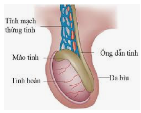 Một số rối loạn và tình trạng phổ biến ảnh hưởng đến tinh hoàn